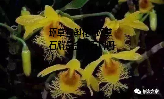 环草石斛花