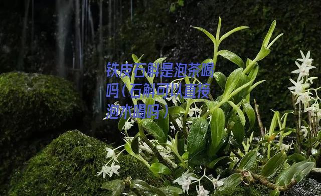 铁皮石斛是泡茶喝吗