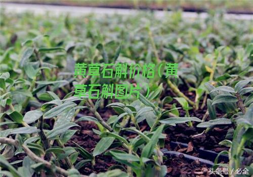 黄草石斛价格