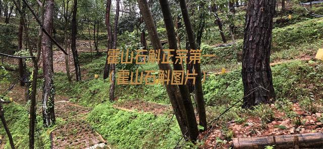 霍山石斛正宗第一