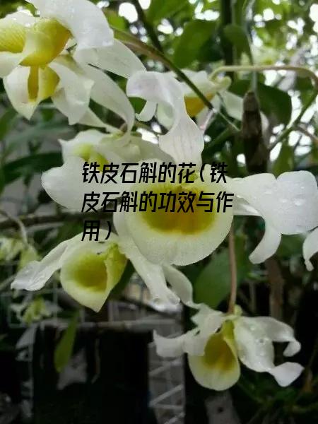 铁皮石斛的花