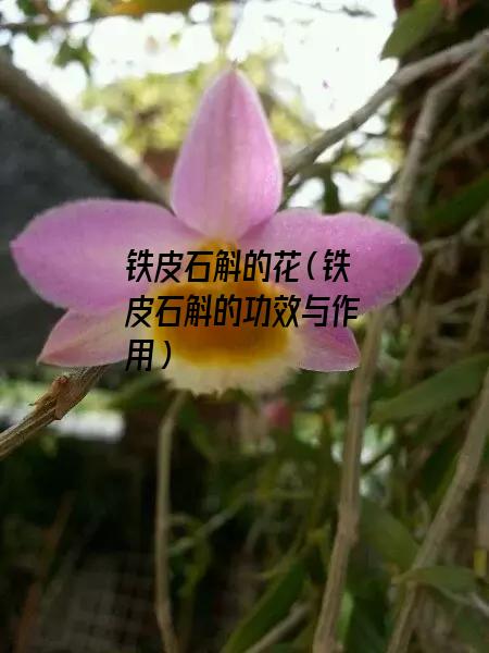 铁皮石斛的花