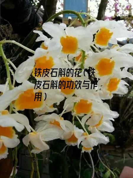 铁皮石斛的花