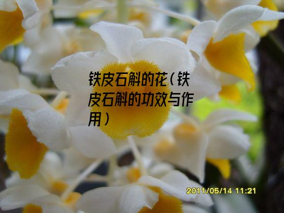 铁皮石斛的花