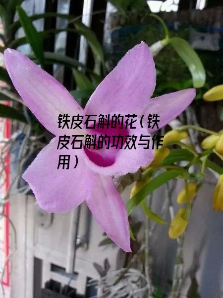 铁皮石斛的花