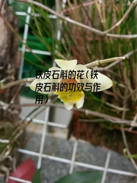 铁皮石斛的花