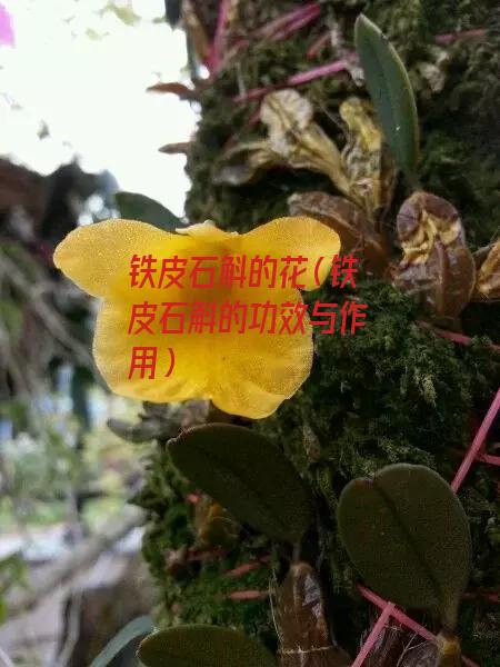 铁皮石斛的花