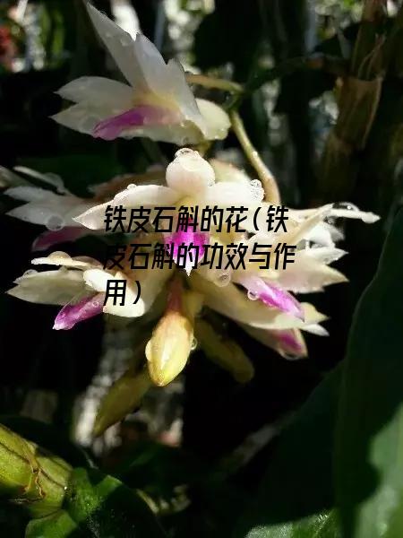 铁皮石斛的花