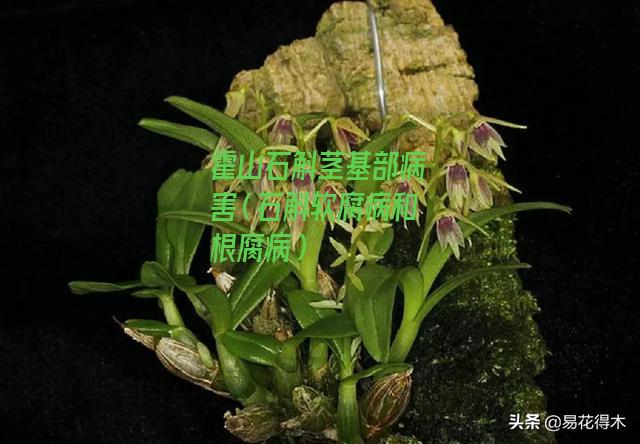 霍山石斛茎基部病害