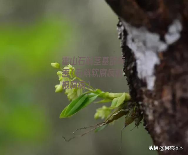 霍山石斛茎基部病害