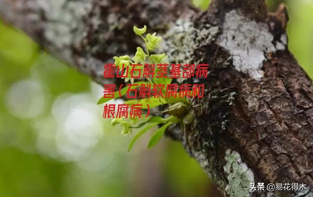 霍山石斛茎基部病害