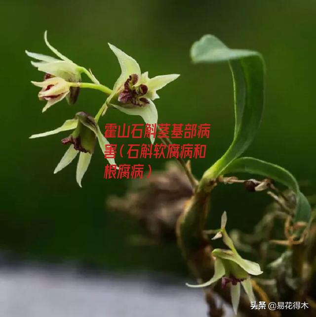 霍山石斛茎基部病害