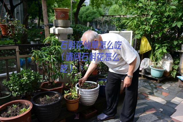 石斛花仙草怎么吃