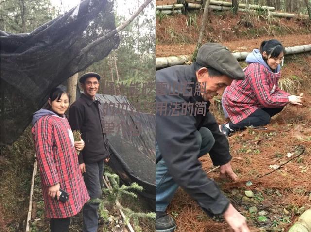 肾炎能吃霍山石斛的功效与用法