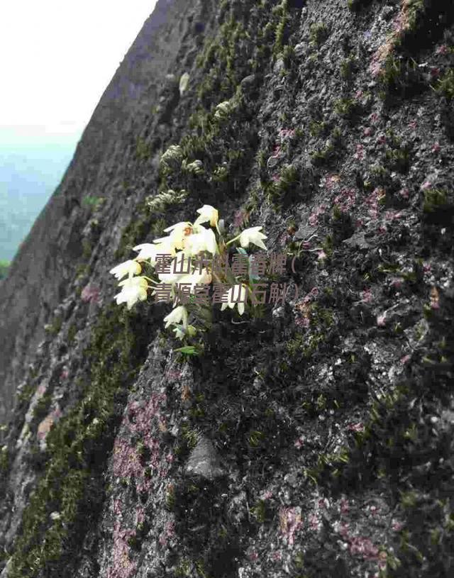 霍山米斛霍春牌