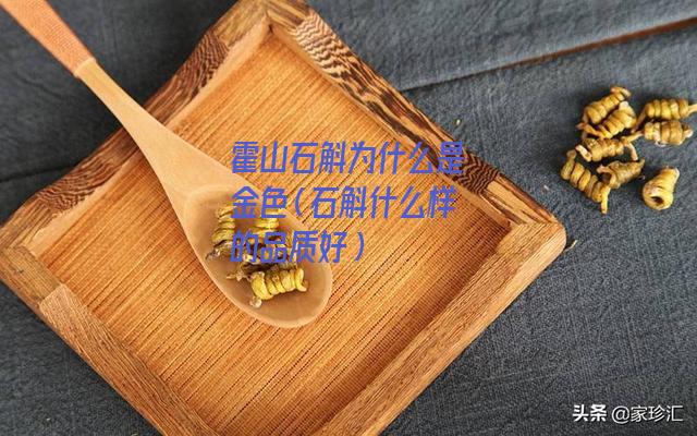 霍山石斛为什么是金色