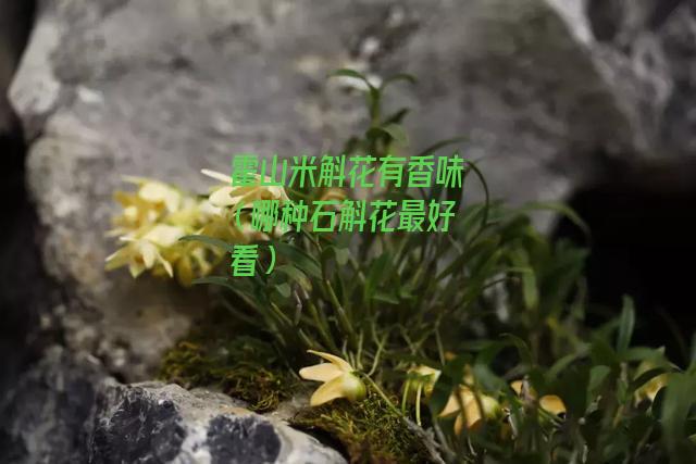 霍山米斛花有香味