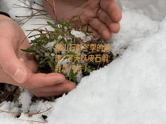 霍山石斛冬季的管理