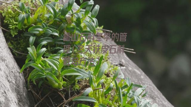 霍山石斛冬季的管理