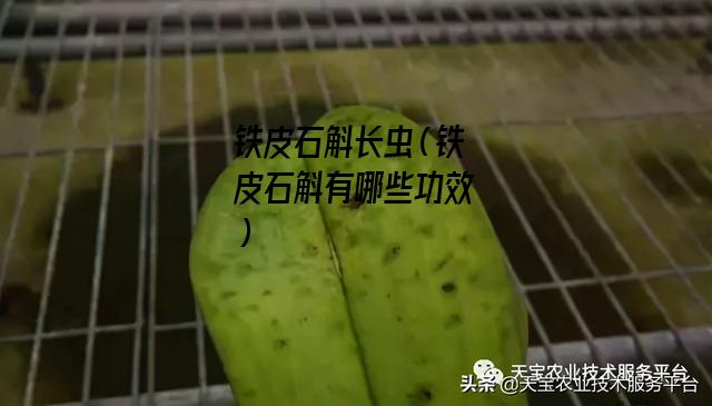 铁皮石斛长虫