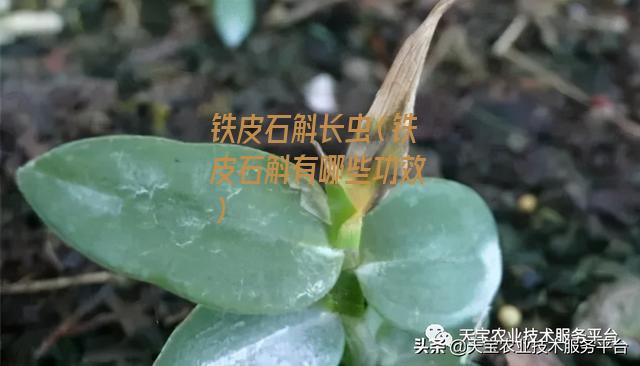 铁皮石斛长虫