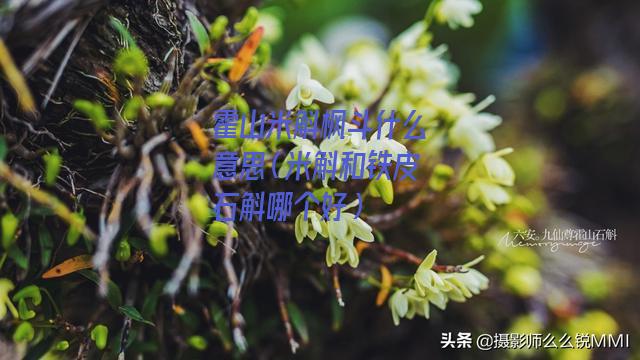 霍山米斛枫斗什么意思