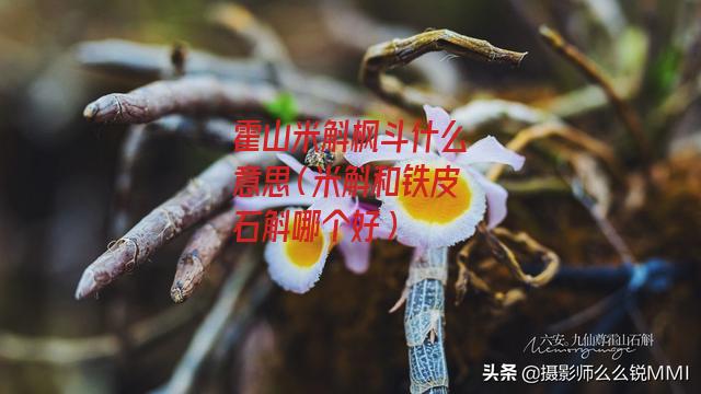 霍山米斛枫斗什么意思