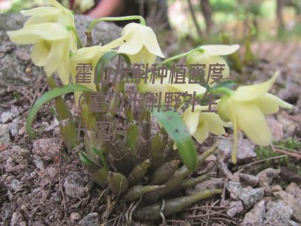 霍山米斛种植密度