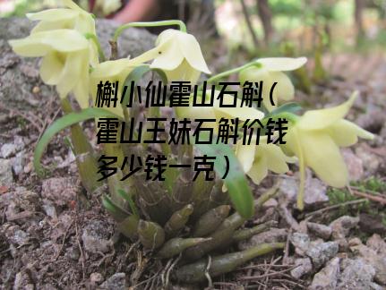 槲小仙霍山石斛