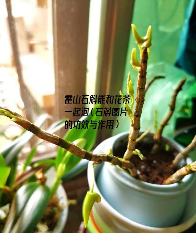 霍山石斛能和花茶一起泡