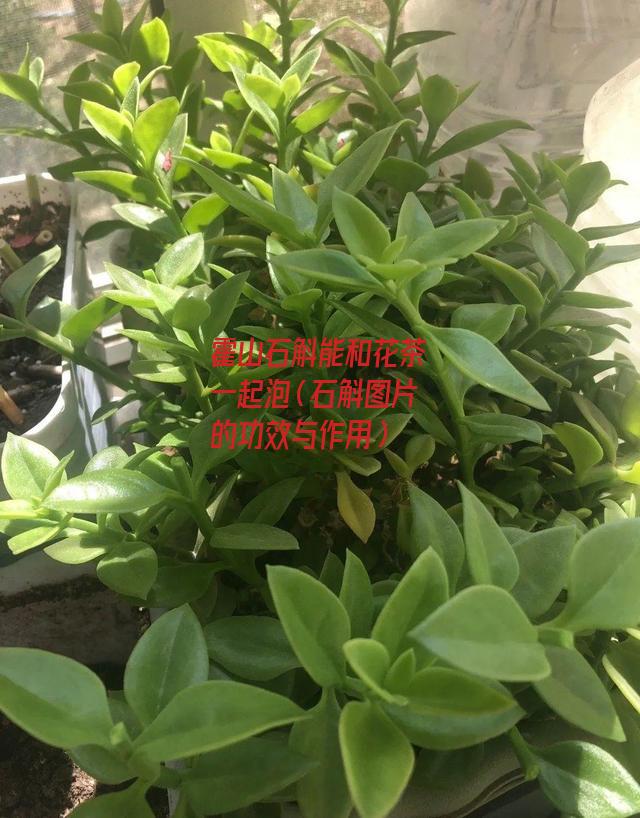 霍山石斛能和花茶一起泡