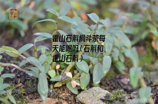 霍山石斛枫斗茶每天能喝吗