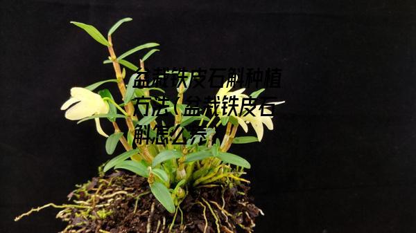 盆栽铁皮石斛种植方法