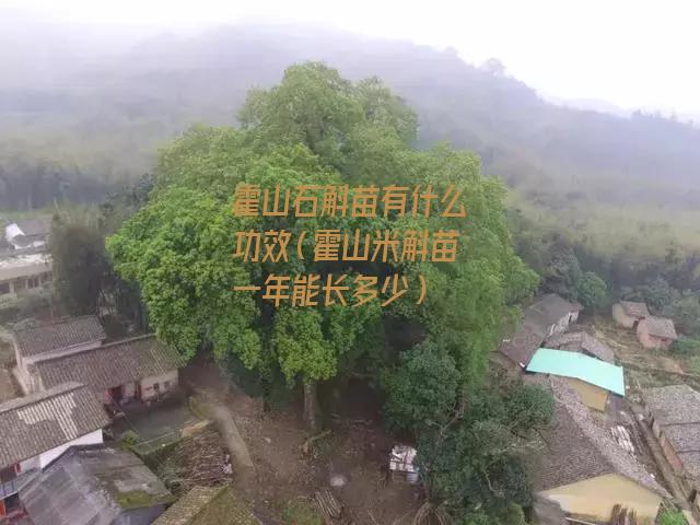 霍山石斛苗有什么功效