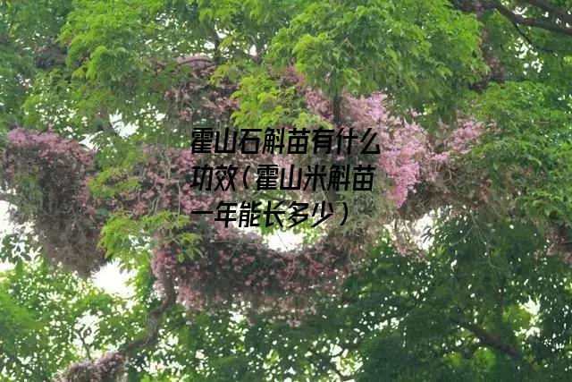 霍山石斛苗有什么功效