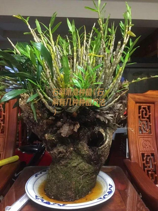 石斛家庭种植