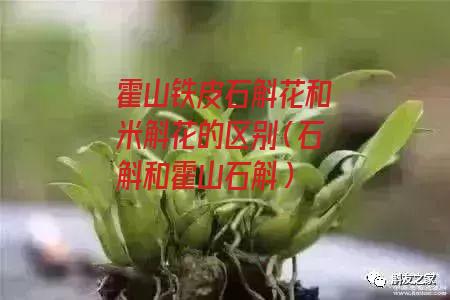 霍山铁皮石斛花和米斛花的区别