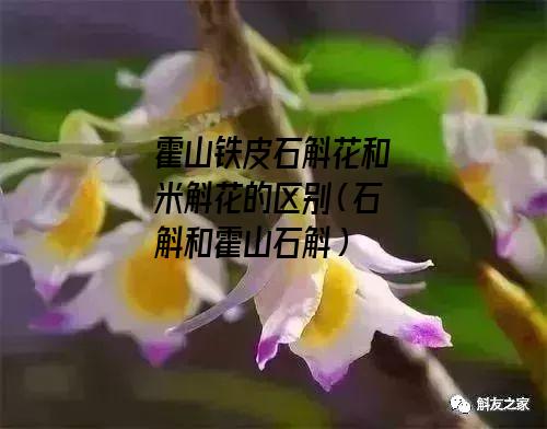 霍山铁皮石斛花和米斛花的区别