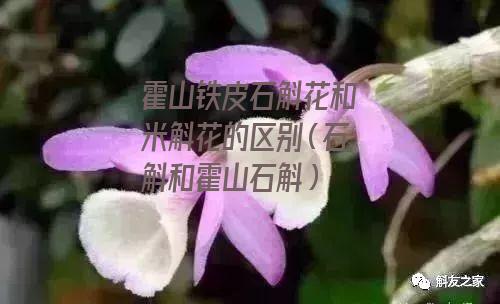 霍山铁皮石斛花和米斛花的区别