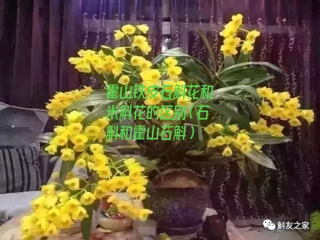 霍山铁皮石斛花和米斛花的区别