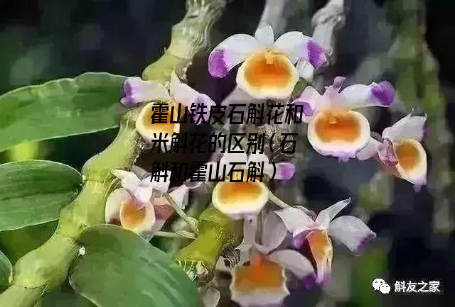 霍山铁皮石斛花和米斛花的区别