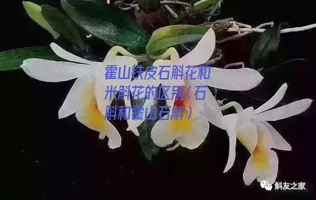 霍山铁皮石斛花和米斛花的区别