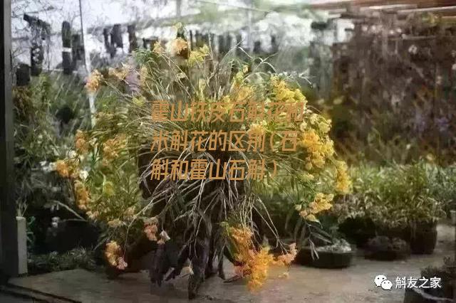 霍山铁皮石斛花和米斛花的区别