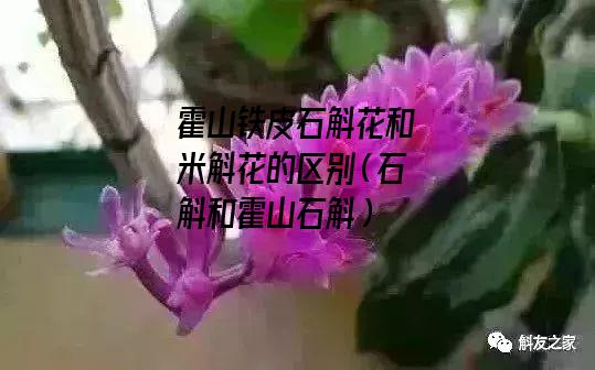 霍山铁皮石斛花和米斛花的区别