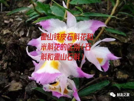 霍山铁皮石斛花和米斛花的区别