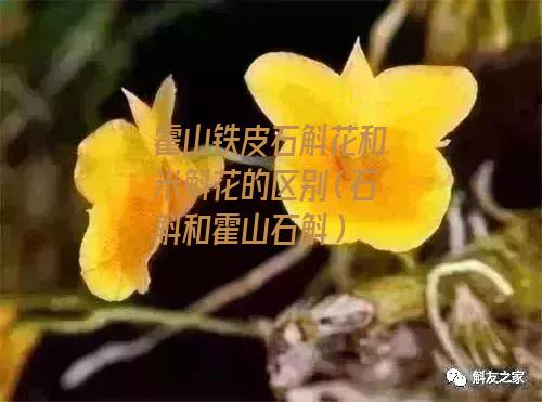 霍山铁皮石斛花和米斛花的区别