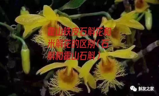 霍山铁皮石斛花和米斛花的区别