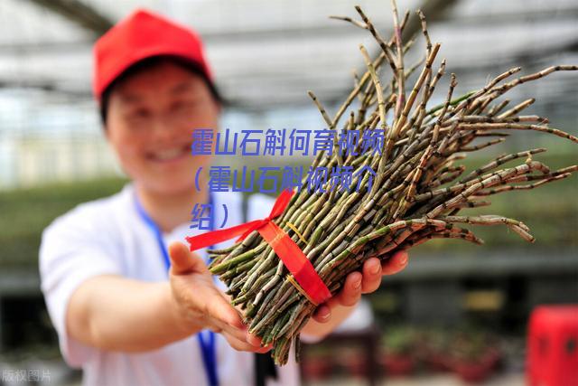 霍山石斛何育视频